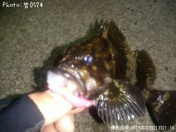 ムラソイ