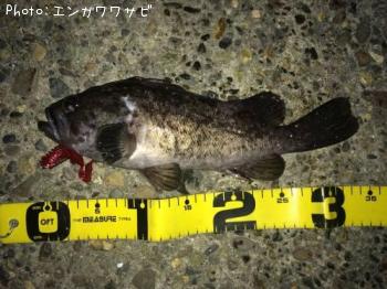 クロソイ