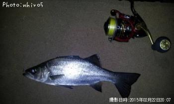 ヒラセイゴ