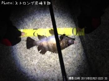 メバル
