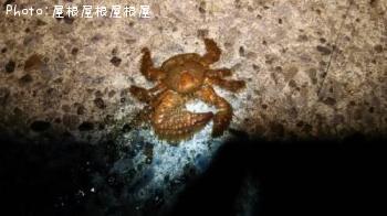 ˡӡ