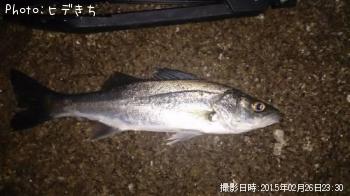 シ―バス