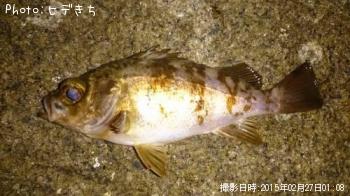 メバル