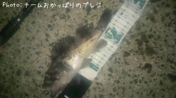 クロソイ