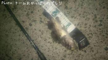 クロソイ