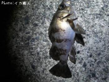 メバル