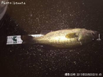 ブラックバス