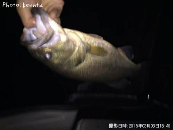 ブラックバス