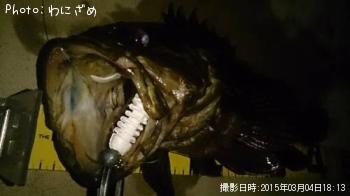 ベッコウゾイ