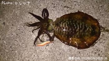アオリイカ