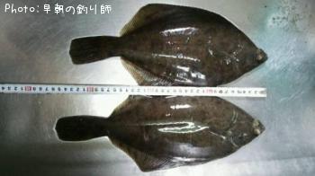 マコカレイ