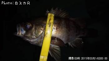メバル