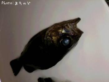メバル