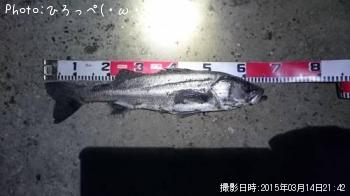 シーバス