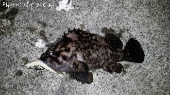 饽