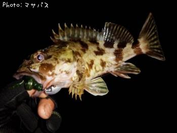 カサゴ