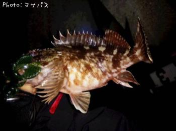 カサゴ