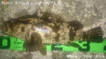 タケノコメバル
