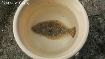 ヒラメ