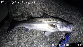 シーバス