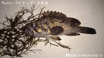 クロソイ