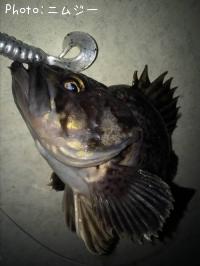 クロソイ