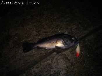 クロソイ