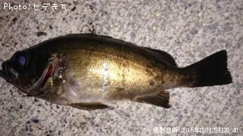 メバル