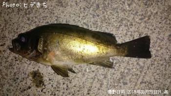 メバル