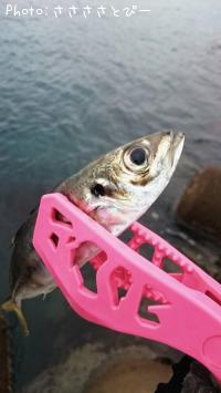 アジ
