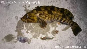 アイナメ