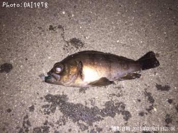 メバル