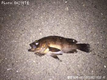 メバル