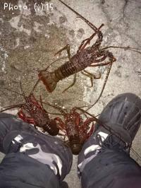 海ざり
