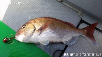 真鯛