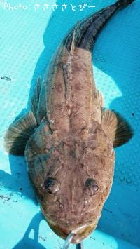 ¥Þ¥´¥Á¡õ¥Õ¥é¥Ã¥È