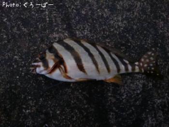 タカノハダイ