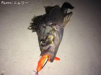 クロソイ