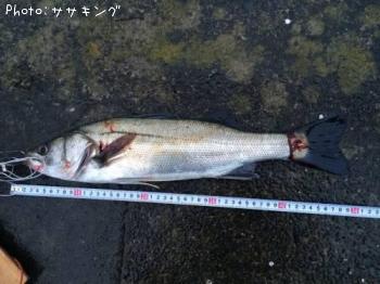 シーバス