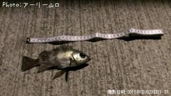 メバル