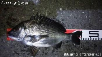 チヌ