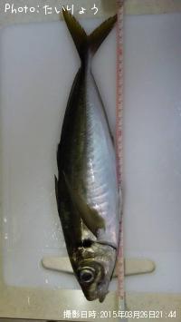 アジ