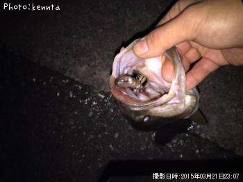 ブラックバス