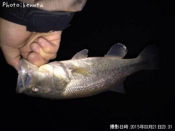 ブラックバス