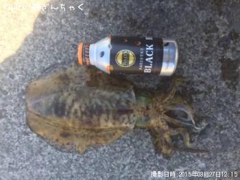 アオリイカ