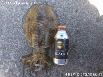 アオリイカ