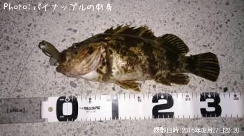 ベッコウゾイ