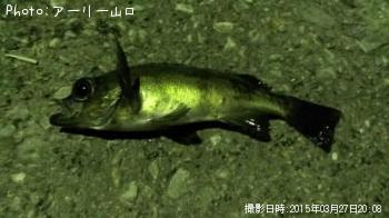 メバル