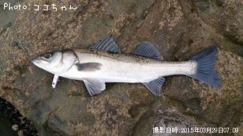 シーバス