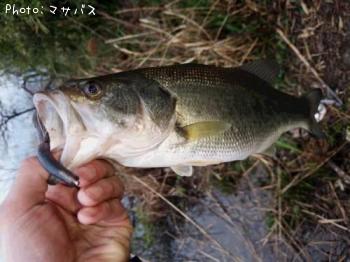 ブラックバス